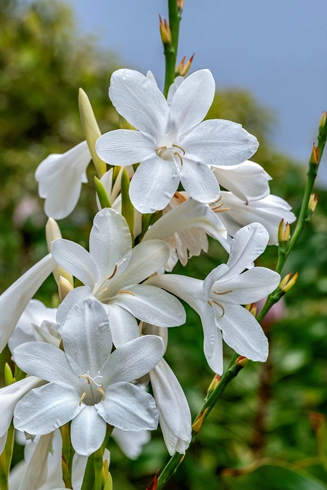 White Gladiolus